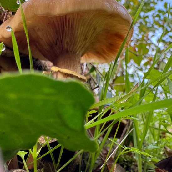 Armillaria: Mushroom in nature in the NatureSpots App