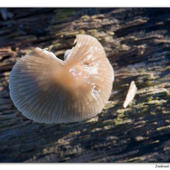 Mycena galericulata: Mushroom in habitat Grassland in the NatureSpots App