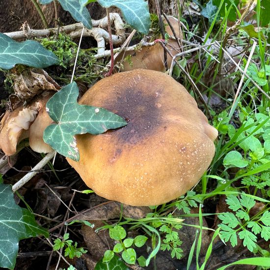 another species: Mushroom in nature in the NatureSpots App