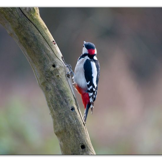 Great Spotted Woodpecker: Animal in habitat Backyard in the NatureSpots App