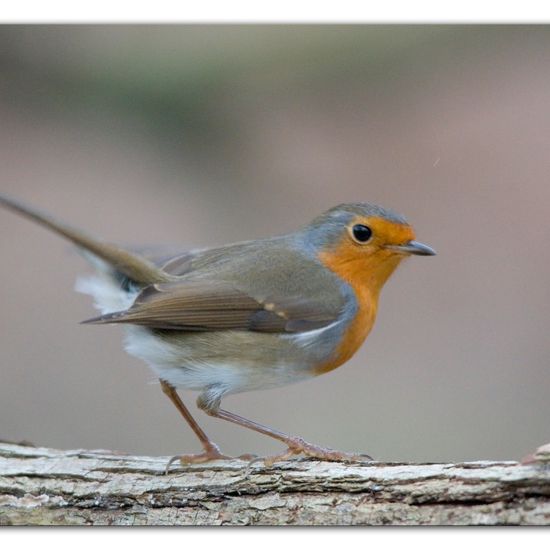 European robin: Animal in habitat Backyard in the NatureSpots App