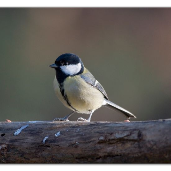 Great Tit: Animal in habitat Backyard in the NatureSpots App