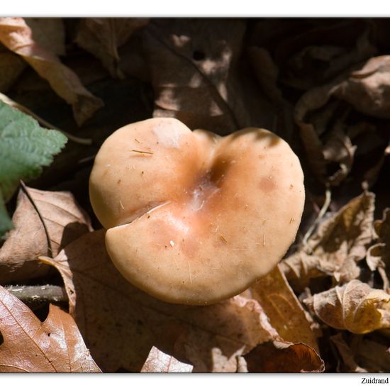 Paralepista flaccida: Mushroom in habitat Commerce or Industrial in the NatureSpots App