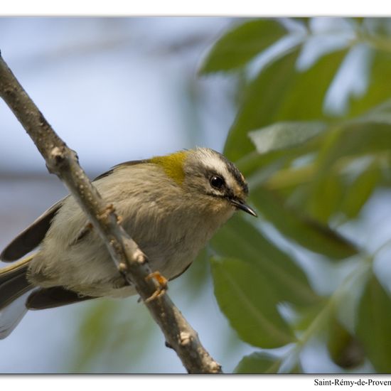 Common Firecrest: Animal in habitat Rock areas in the NatureSpots App