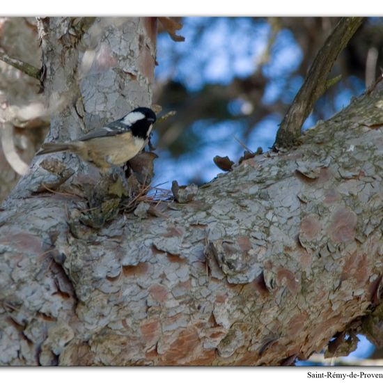 Periparus ater: Animal in habitat Rock areas in the NatureSpots App