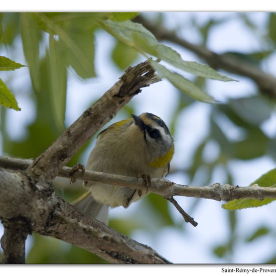 Common Firecrest: Animal in habitat Rock areas in the NatureSpots App