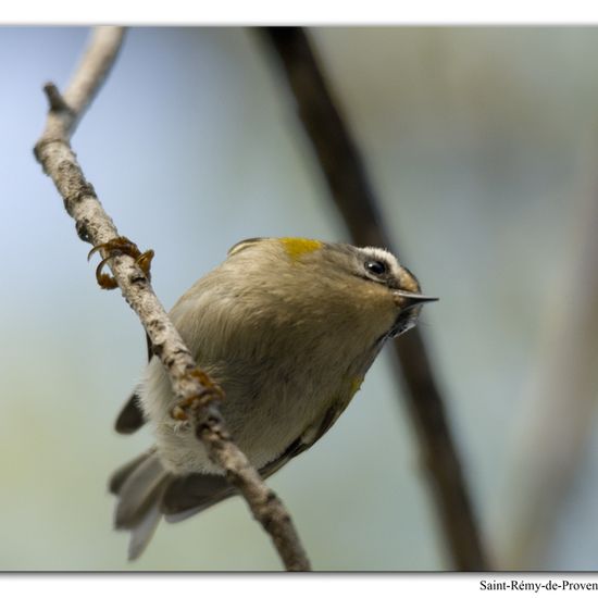 Common Firecrest: Animal in habitat Rock areas in the NatureSpots App