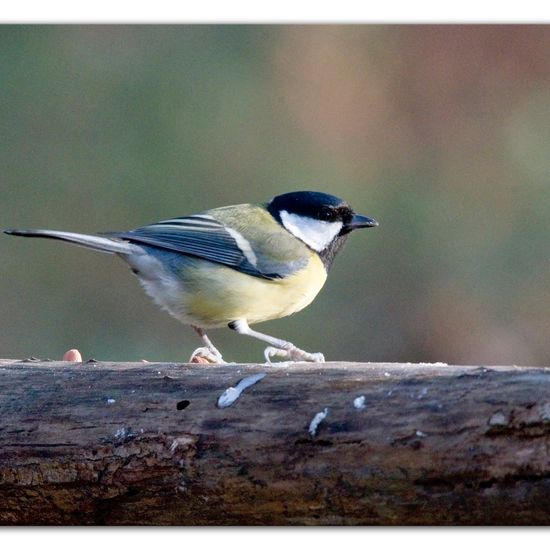 Great Tit: Animal in habitat Backyard in the NatureSpots App