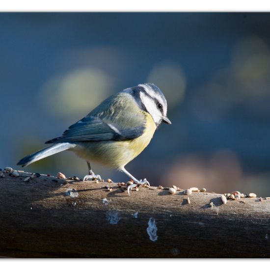 Cyanistes caeruleus: Animal in habitat Backyard in the NatureSpots App