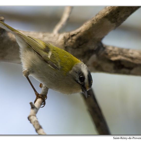 Common Firecrest: Animal in habitat Rock areas in the NatureSpots App