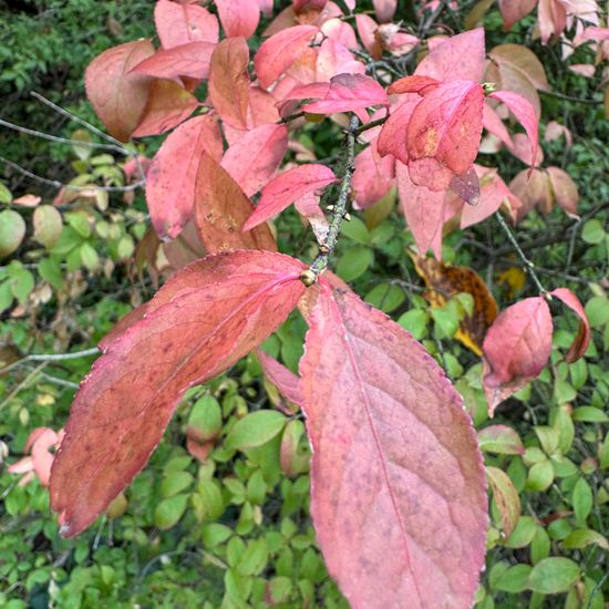 Euonymus alatus: Plant in habitat Riparian forest in the NatureSpots App