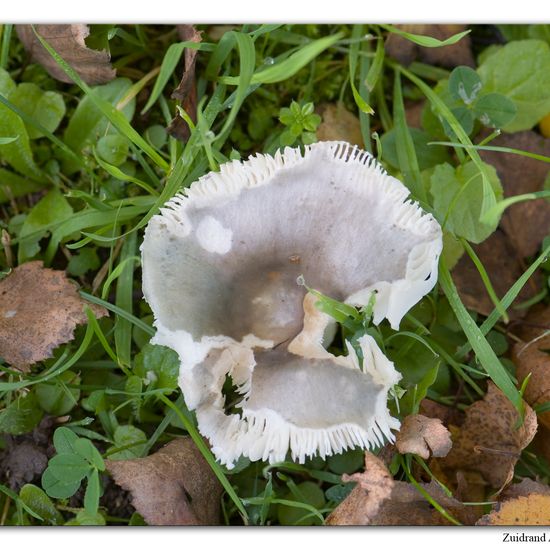 Russula parazurea: Mushroom in habitat Commerce or Industrial in the NatureSpots App