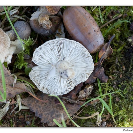 Tricholoma argyraceum: Mushroom in habitat Commerce or Industrial in the NatureSpots App