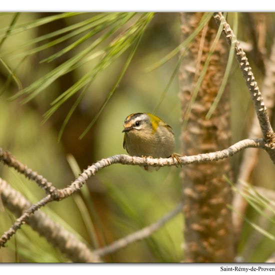 Common Firecrest: Animal in habitat Rock areas in the NatureSpots App