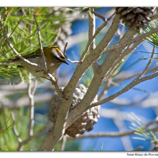 Common Firecrest: Animal in habitat Rock areas in the NatureSpots App