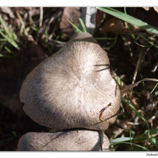 Tricholoma argyraceum: Mushroom in habitat Commerce or Industrial in the NatureSpots App