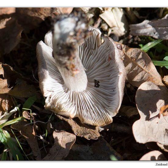 Tricholoma argyraceum: Mushroom in habitat Commerce or Industrial in the NatureSpots App