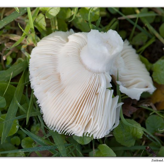 Russula parazurea: Mushroom in habitat Commerce or Industrial in the NatureSpots App