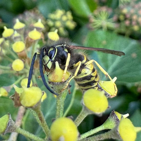 Vespula vulgaris: Animal in habitat Temperate forest in the NatureSpots App