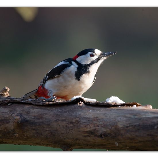 Great Spotted Woodpecker: Animal in habitat Backyard in the NatureSpots App