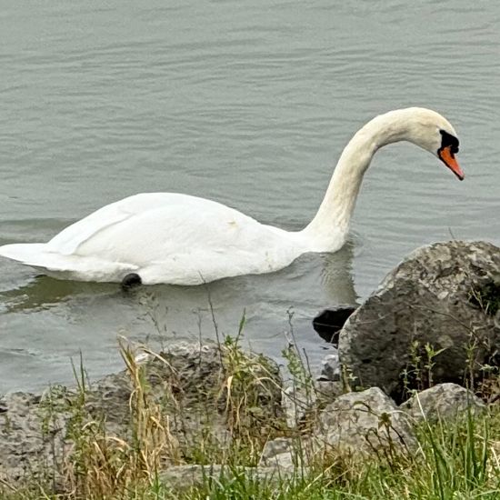 Mute swan: Animal in habitat Freshwater in the NatureSpots App