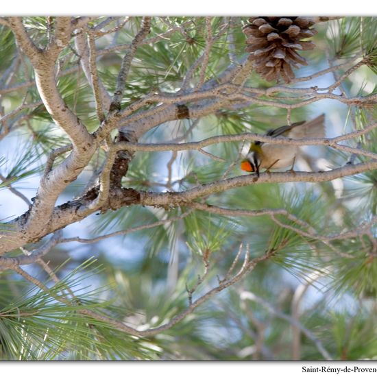 Common Firecrest: Animal in habitat Rock areas in the NatureSpots App