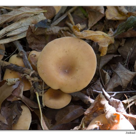 Paralepista flaccida: Mushroom in habitat Commerce or Industrial in the NatureSpots App