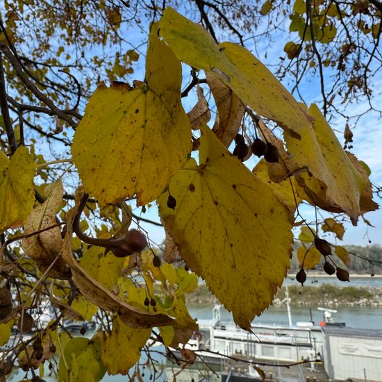 Tilia cordata: Plant in habitat Sub-urbia in the NatureSpots App