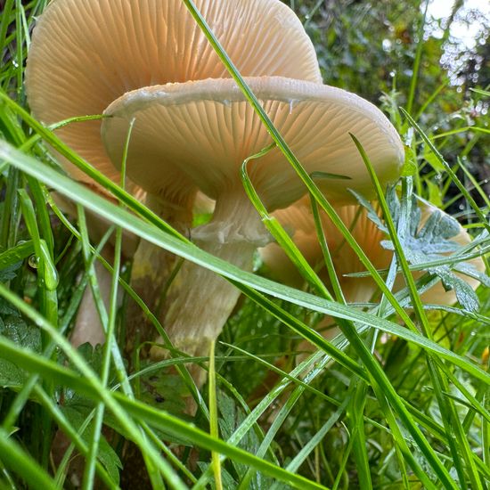 Armillaria: Mushroom in habitat Temperate forest in the NatureSpots App