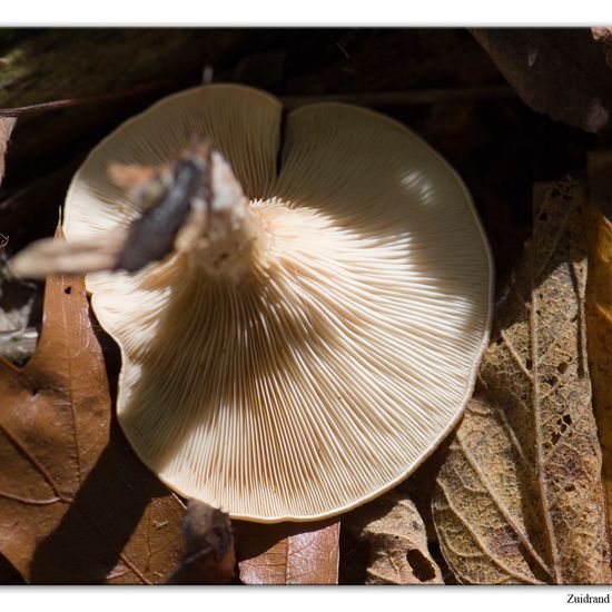 Paralepista flaccida: Mushroom in habitat Commerce or Industrial in the NatureSpots App