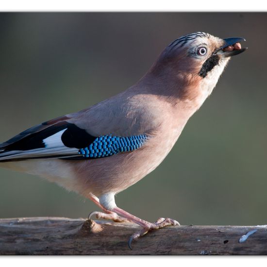 Eurasian Jay: Animal in habitat Backyard in the NatureSpots App