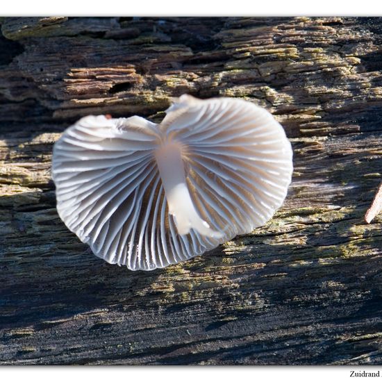 Mycena galericulata: Mushroom in habitat Grassland in the NatureSpots App