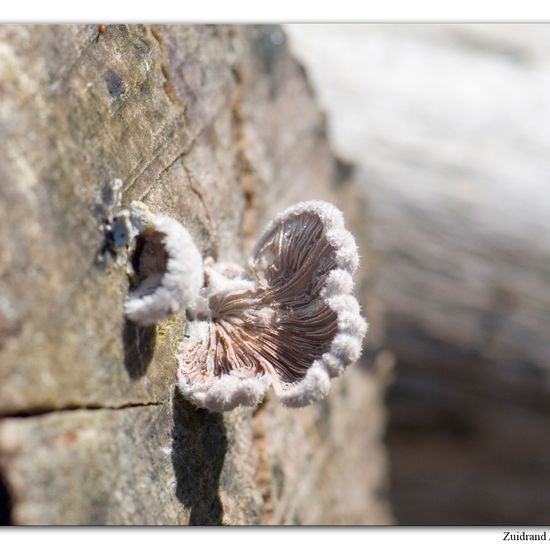 Schizophyllum commune: Mushroom in habitat Grassland in the NatureSpots App