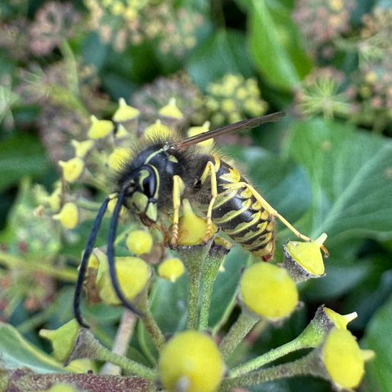 Vespula vulgaris: Animal in habitat Temperate forest in the NatureSpots App