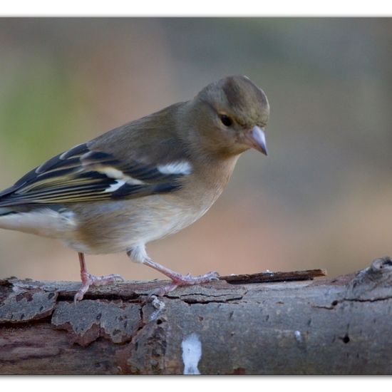 Common Chaffinch: Animal in habitat Backyard in the NatureSpots App