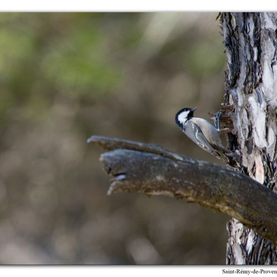 Periparus ater: Animal in habitat Rock areas in the NatureSpots App