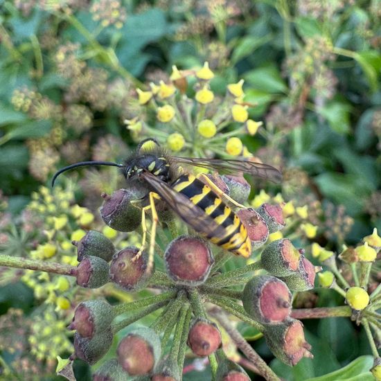 Vespula vulgaris: Animal in habitat Temperate forest in the NatureSpots App