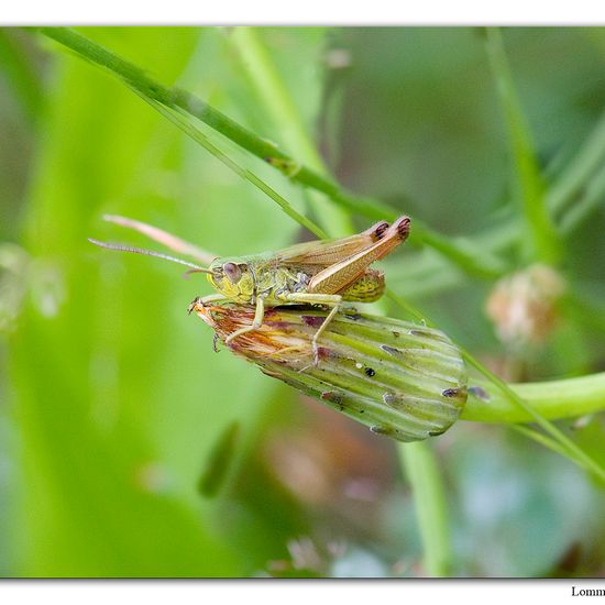 Pseudochorthippus parallelus: Animal in nature in the NatureSpots App