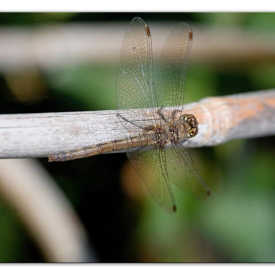 Common Darter: Animal in habitat Garden in the NatureSpots App