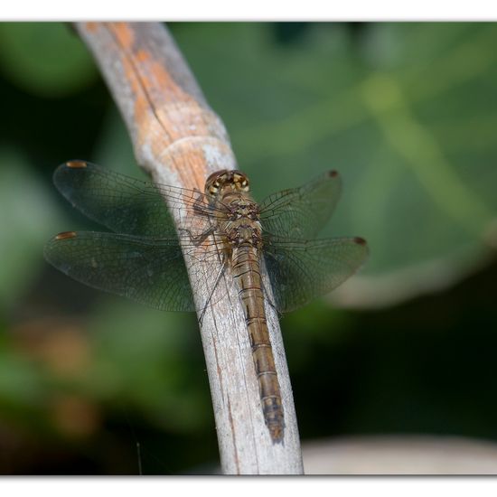 Common Darter: Animal in habitat Garden in the NatureSpots App