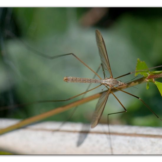 Tipula paludosa: Animal in habitat Garden in the NatureSpots App