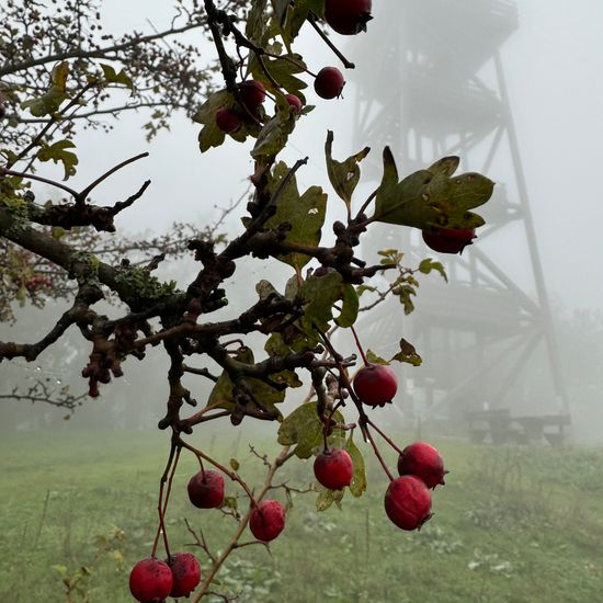 Crataegus: Plant in habitat Grassland in the NatureSpots App