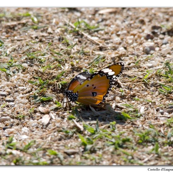 Danaus chrysippus: Animal in nature in the NatureSpots App