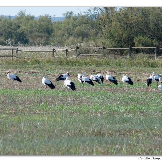 White stork: Animal in habitat Swamp in the NatureSpots App