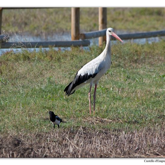 White stork: Animal in habitat Swamp in the NatureSpots App