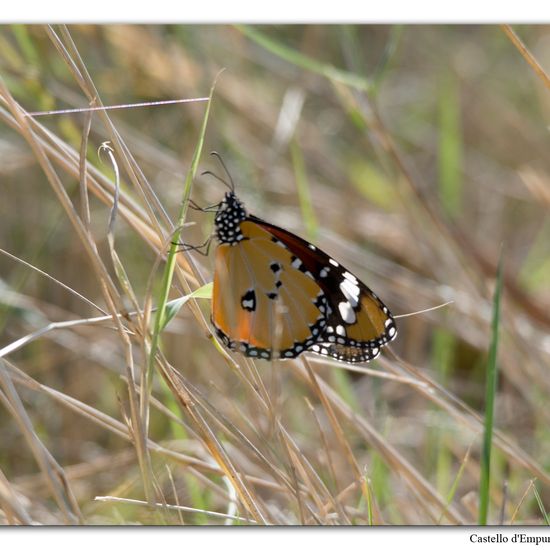 Danaus chrysippus: Animal in nature in the NatureSpots App