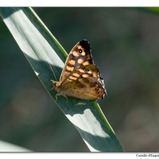 Speckled Wood: Animal in nature in the NatureSpots App