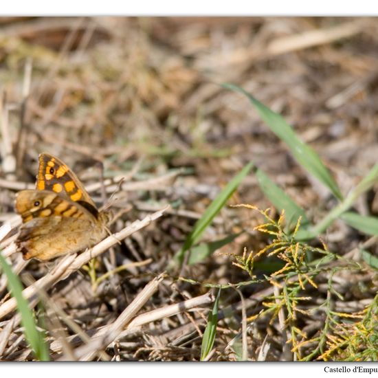 Speckled Wood: Animal in nature in the NatureSpots App