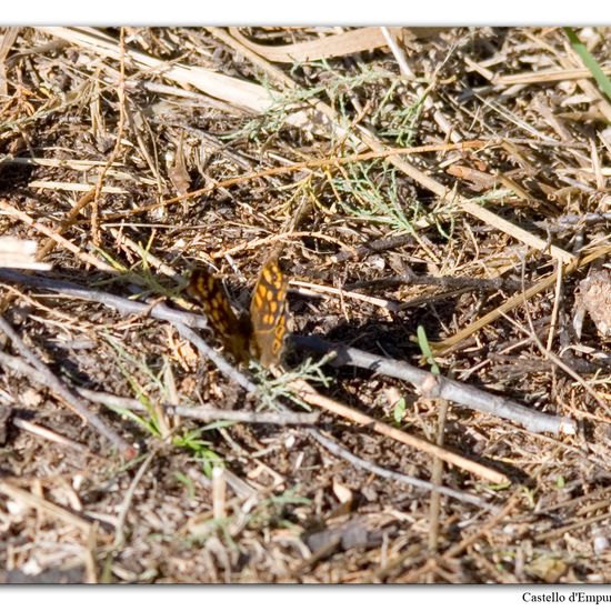 Speckled Wood: Animal in nature in the NatureSpots App