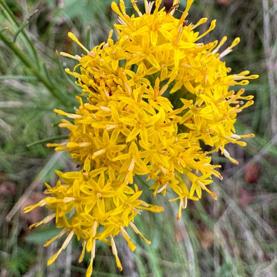 Galatella linosyris: Plant in habitat Natural Meadow in the NatureSpots App